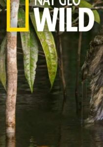 Nat Geo Wild – Gli Animali Più Pericolosi – Amazzonia streaming