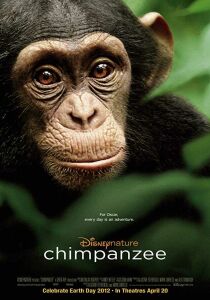 Chimpanzee streaming