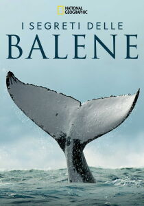 I segreti delle balene streaming